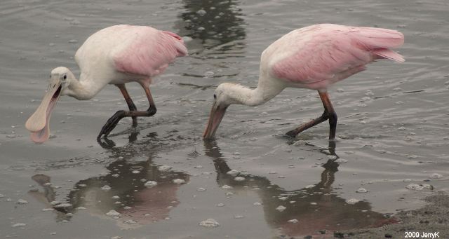 Roseate Spoonbills